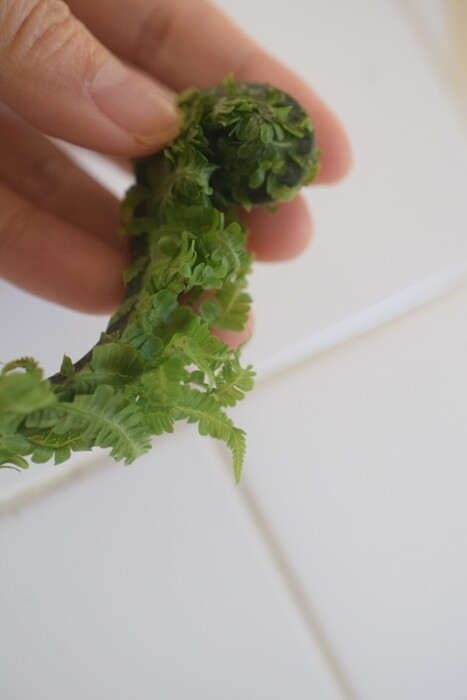 🌱春の山菜定食🌿 季節限定☺️ 是非ご賞味あれ〜春の山菜定食こごみタラの芽山うどいらコシアブラうとぶきぜんまいわらび山菜の天ぷら卵とじ山菜汁 などなど