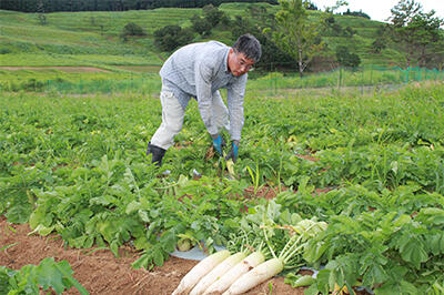 ダイコンの上手な育て方 種まきから収穫まで完全解説 大根栽培のコツとポイントが分かる