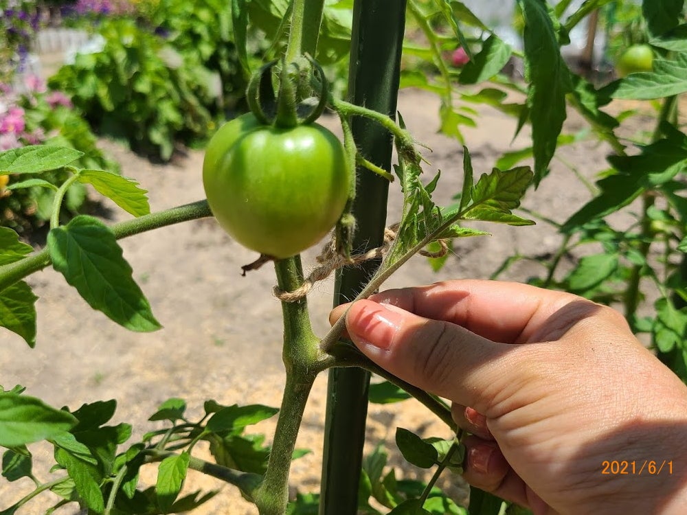 トマトの育て方No.3 芽かき トマト研究家 ヒロミ