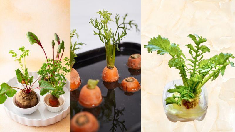 キッチンでSDGs 捨てるはずの野菜の切れ端から葉っぱがニョキニョキ⁉再生野菜「リボべジ」やってみた！『あたらしい日日』こんな時代のニューノーマルな暮らし方。食と農、生活情報をお届けします