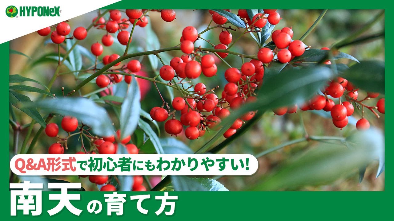 メジロと赤い実 - chikune's blog