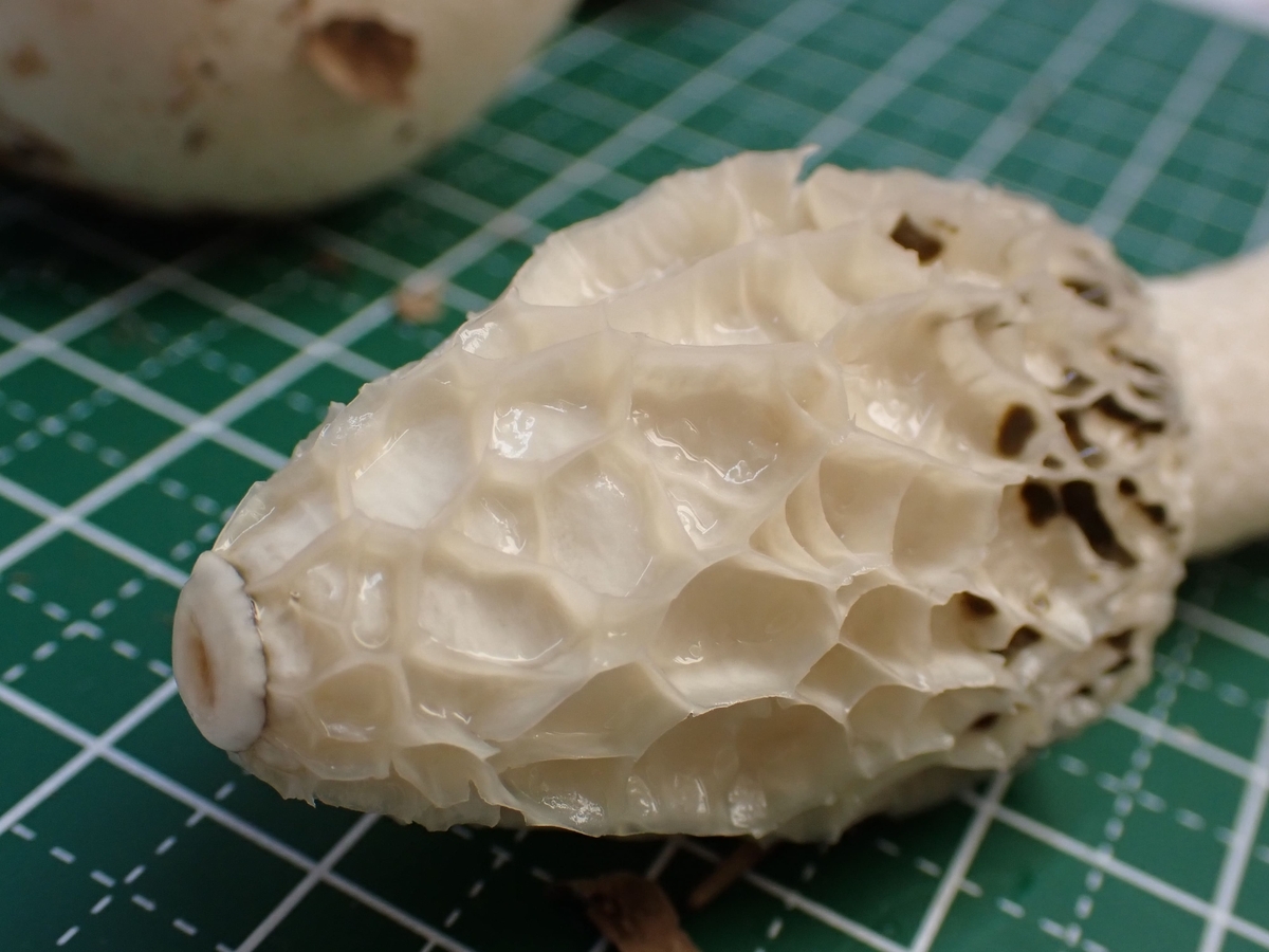 発見する喜び、知る喜び、食べる喜び - 野花南山荘