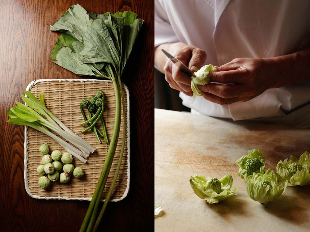 コゴミを採ろう！おいしい山菜＆きのこ図鑑