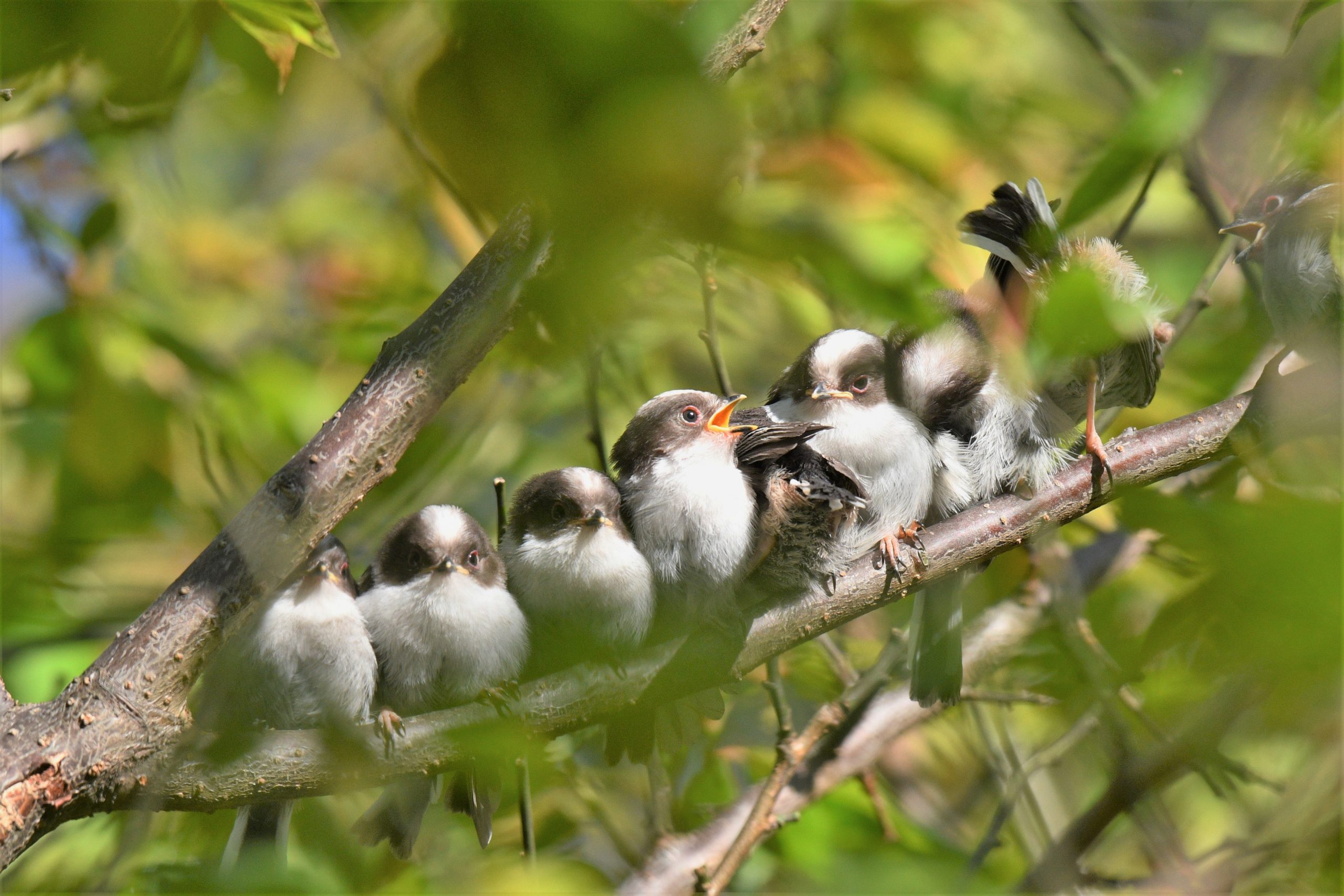 第1358回 リクエストの可愛いエナガ翆野 大地