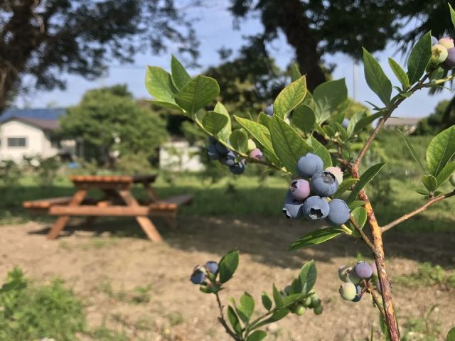 ふるさと納税木更津市産 冷凍ブルーベリー １kg ５００ｇ×２パック ふるさと納税 ブルーベリー 冷凍 木更津 千葉県 送料無料 KCA002ふるさと納税選べる内容量 熊本県産大粒冷凍ブルーベリー 1kg〜2kg 500g×2パック〜4パック フルーツ 果物 くだもの 果実
