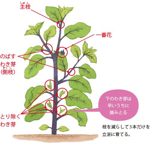 ナス 茄子 の育て方と栽培のコツやまむファーム