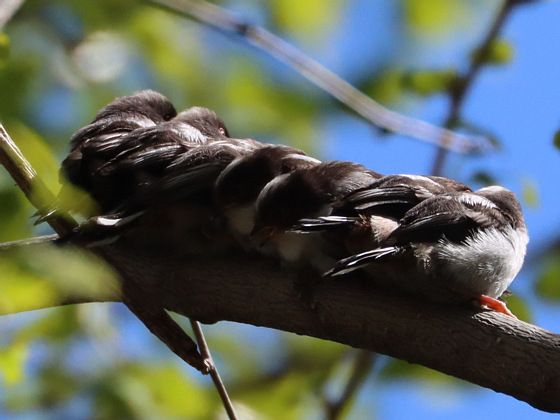 今年もエナガ団子に出合えました。 巣立ちをしてから数日間だけの光景。 枝や葉っぱに被って狙い通りには撮れないけれど、かわいい姿に癒やされました。浮世のしがらみに身を置いていると、自然回帰したくなる時があります。 とはいえ基本はインドア派です