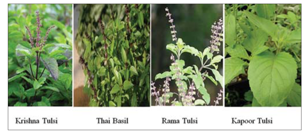 参考商品 バジル 参考商品 バジル バジル農家おすすめ バジル品種・種類8選特徴