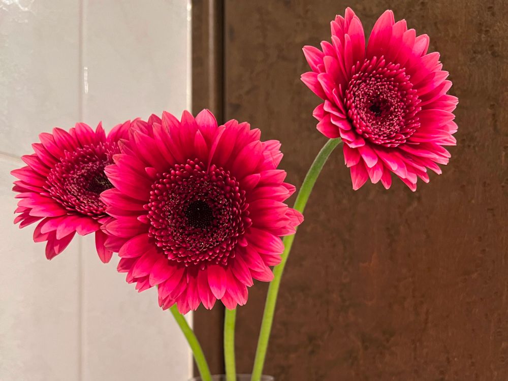 ガーベラの花言葉に怖い意味はない？恋人に贈るべき色や本数は