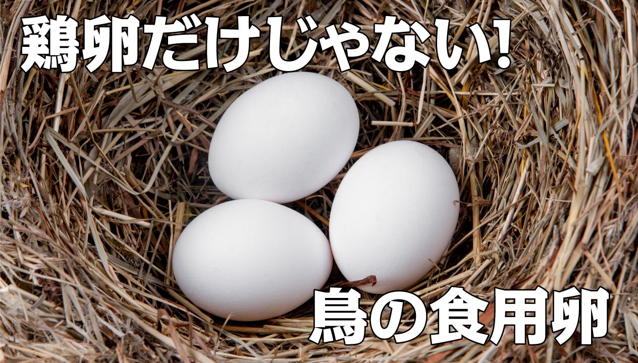 マガモの卵、あたためてます。神戸花鳥園公式ブログ 過去ログ