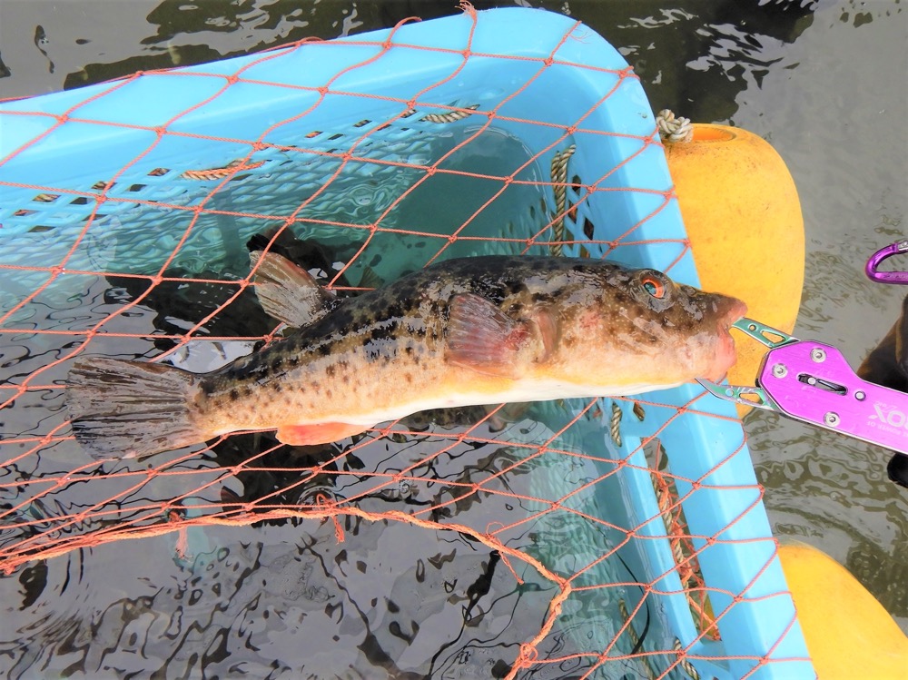 しらす干しにフグの稚魚混入か イトーヨーカドー安城店が自主回収写真特集1 4毎日新聞