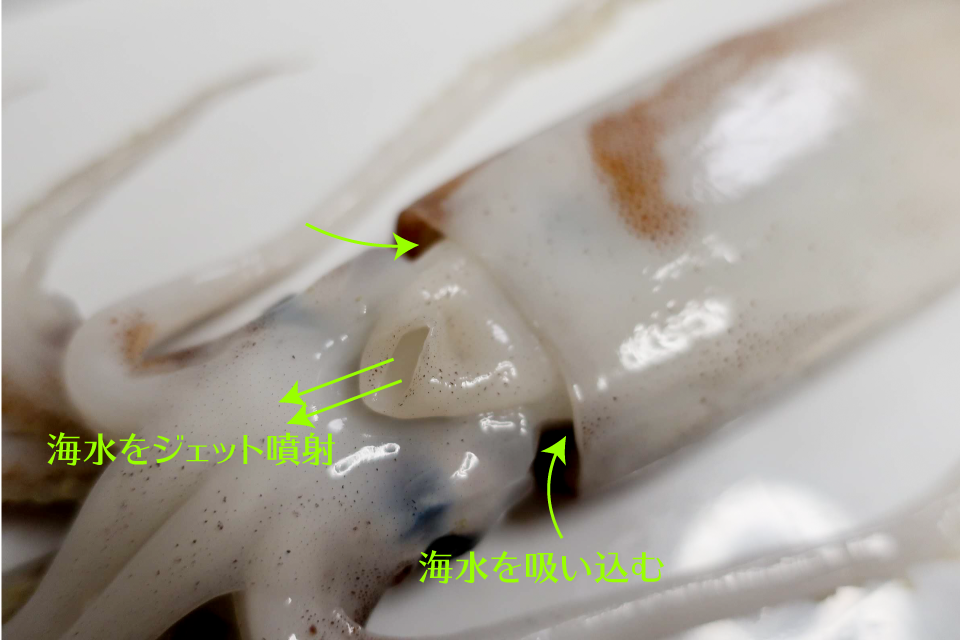 イカの白子 ？ - ・ちょっとエグい写真でゴメンナサイ。明後日、お仕事- Yahoo!知恵袋