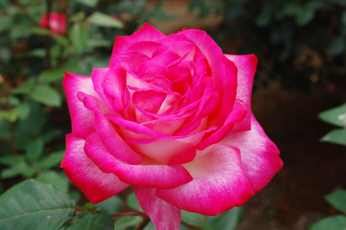 あれもバラ科、これもバラ科！？ バラエティー豊かな魅惑のバラ科フルーツ 季節・暮らしの話題 2021年04月10日- 日本気象協会 tenki.jp