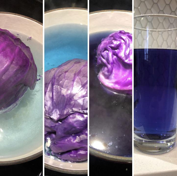 紫キャベツでカラフル卵をつくろう！ 料理の自由研究 自由研究Lab. ラボ