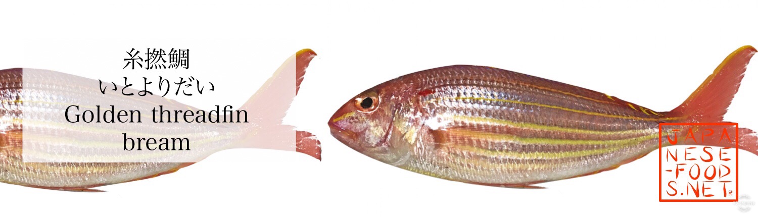 美味しい魚図鑑Vol.2 タイ正真正銘のタイとは？Discover Japanディスカバー・ジャパン