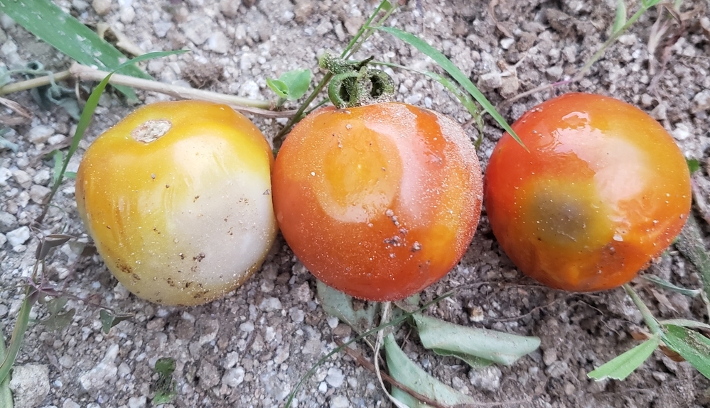 やば‼️ミニトマトが腐りかけてる‼️, どうも、, せっかち女です🤗, やばい‼️, 特売で買い込んだミニトマトがくさりかけてる。, ごほん😷,正確には、数個腐ってる←, 救出作戦スタート💨, ミニトマト好きなだけ, オリーブオイルどばばば, ハーブ系ソルトささささ, にんにく ましましましまし, 縦半分に切ったトマトを, 150℃で60分焼く, 容器にオイルとニンニクを加え,