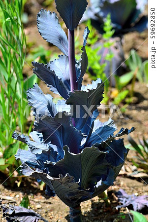 綺麗に色が変わって楽しい！紫キャベツで水溶液の性質を調べよう！ - Lab BRAINS