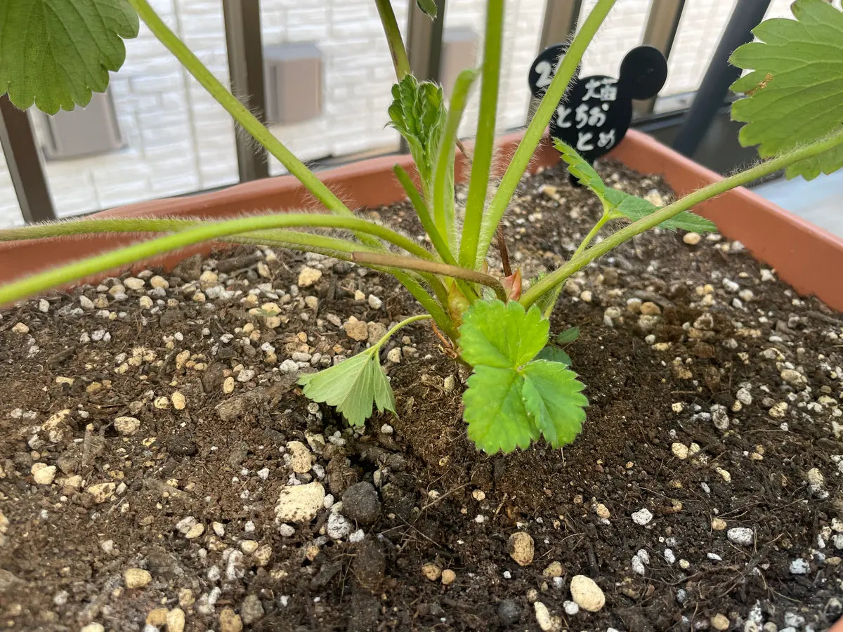 脇芽取りいちご名人 株式会社大雅