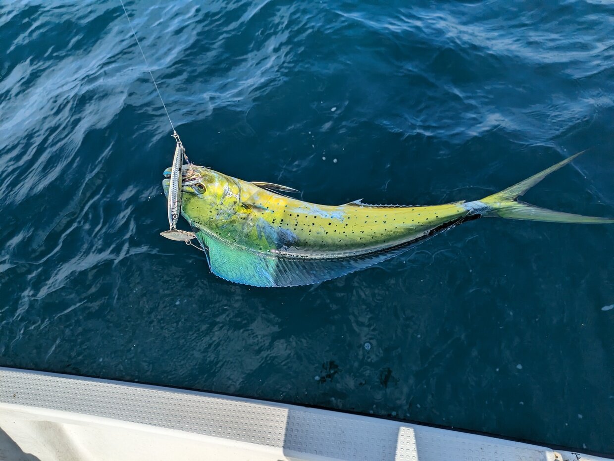 しいらの栄養成分表 食品番号：10179 食品成分表