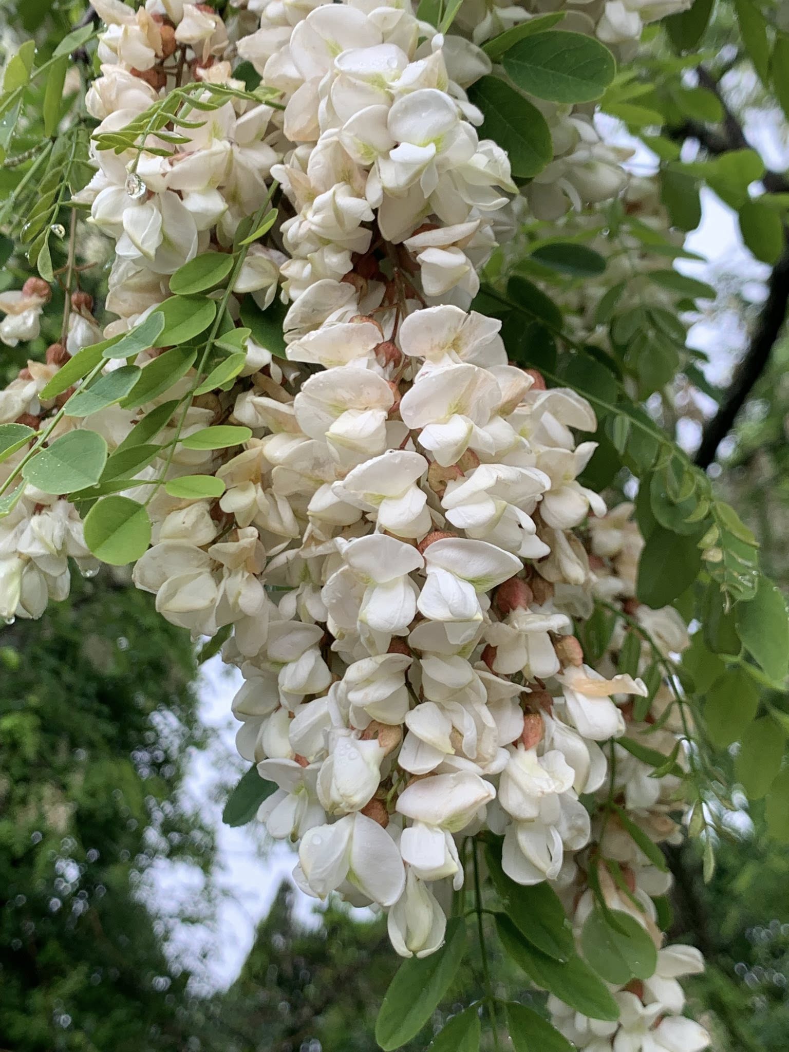 アカシアの花を食べる : 下中20期生の広場