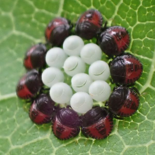 カメムシを食べるとき においは取り除いた方がいいのか問題 - しらたまが道草を採って食うブログ