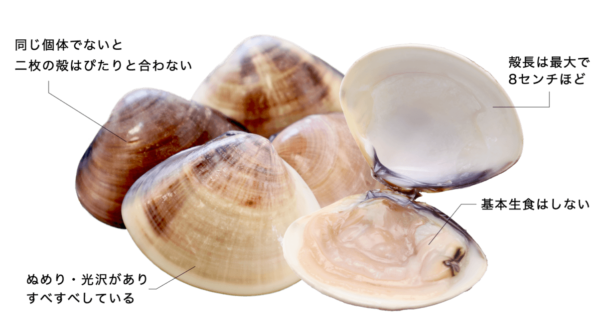 ハマグリとチョウセンハマグリ : かさぶたろぐ
