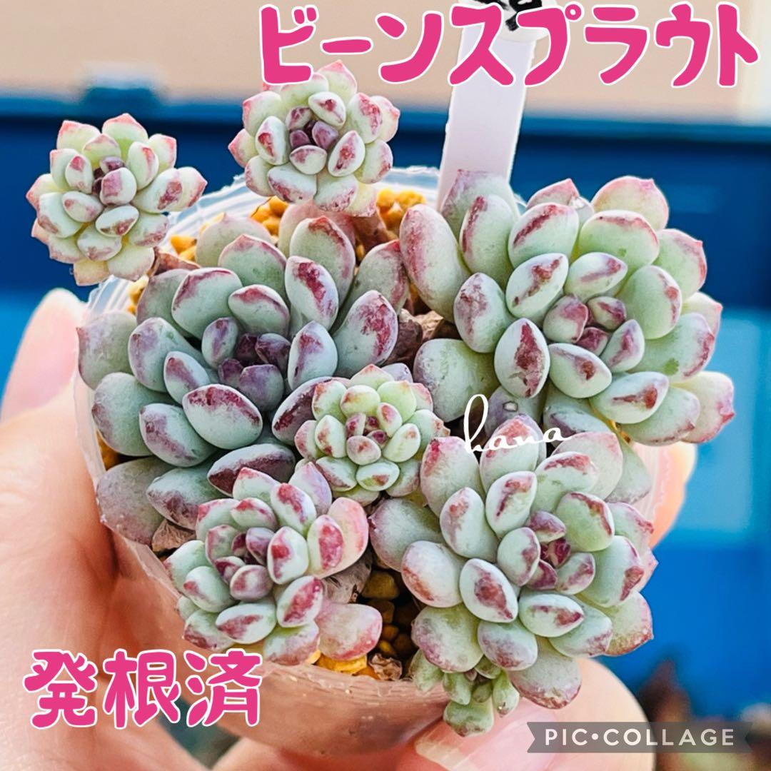 Amazon.co.jp: スプラウト 種 スプラウト グリーンマッペ 緑豆小袋 約30ml: DIY・工具・ガーデン