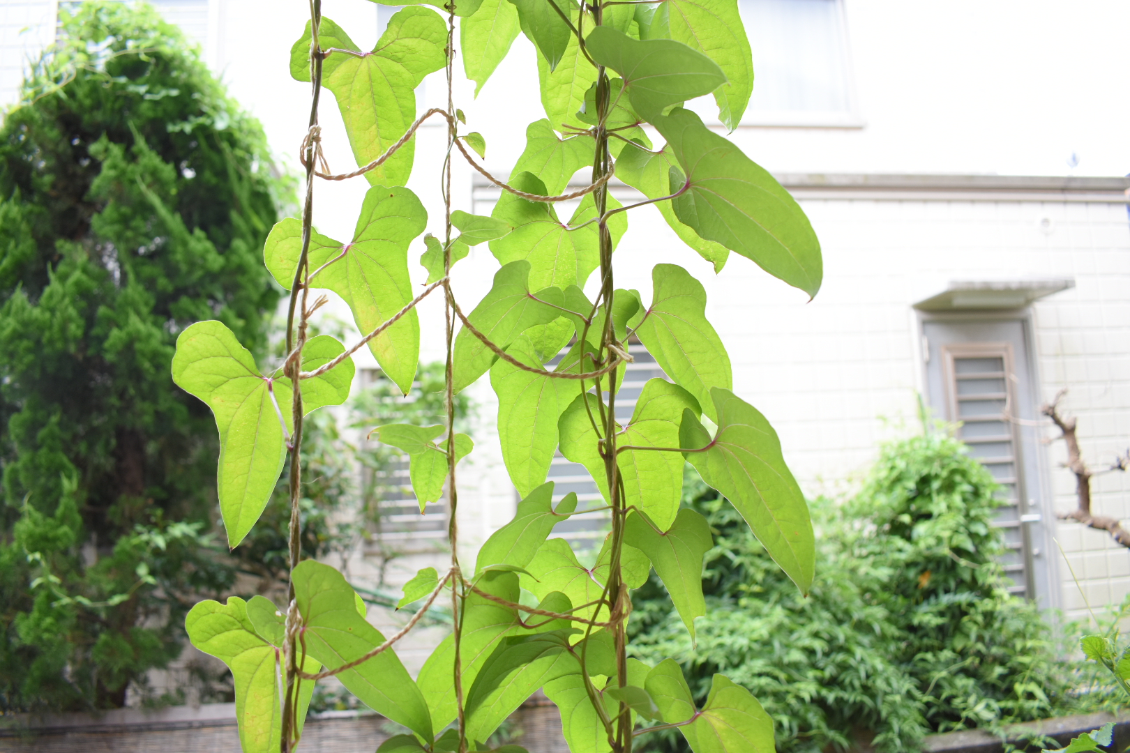 オニドコロとヤマノイモ、毒と食用を見分けるポイント - あいかわ公園自然観察ガイド