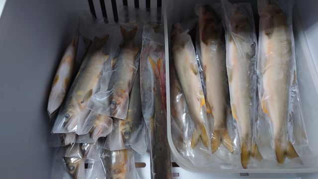 鮎の冷凍保存方法と、冷凍鮎を美味しくいただく方法釣り情報サイト ルアー、堤防釣り、仕掛け、釣り方