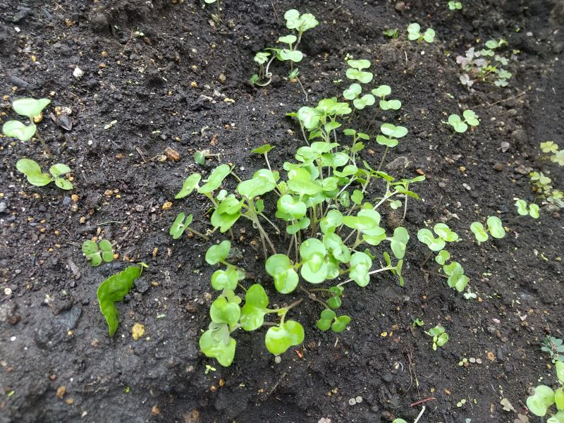 のらぼう菜の栽培方法種まきから収穫までの育て方をプロが解説！畑でもプランターでも農業・ガーデニング・園芸・家庭菜園マガジン AGRI PICK