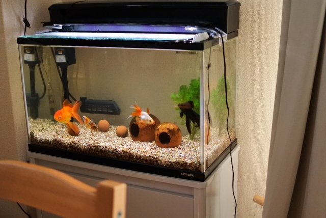 40cm水槽セット アクエリウムセット LED フィルター ヒーター 清掃具 餌 初心者向け・おすすめ金魚