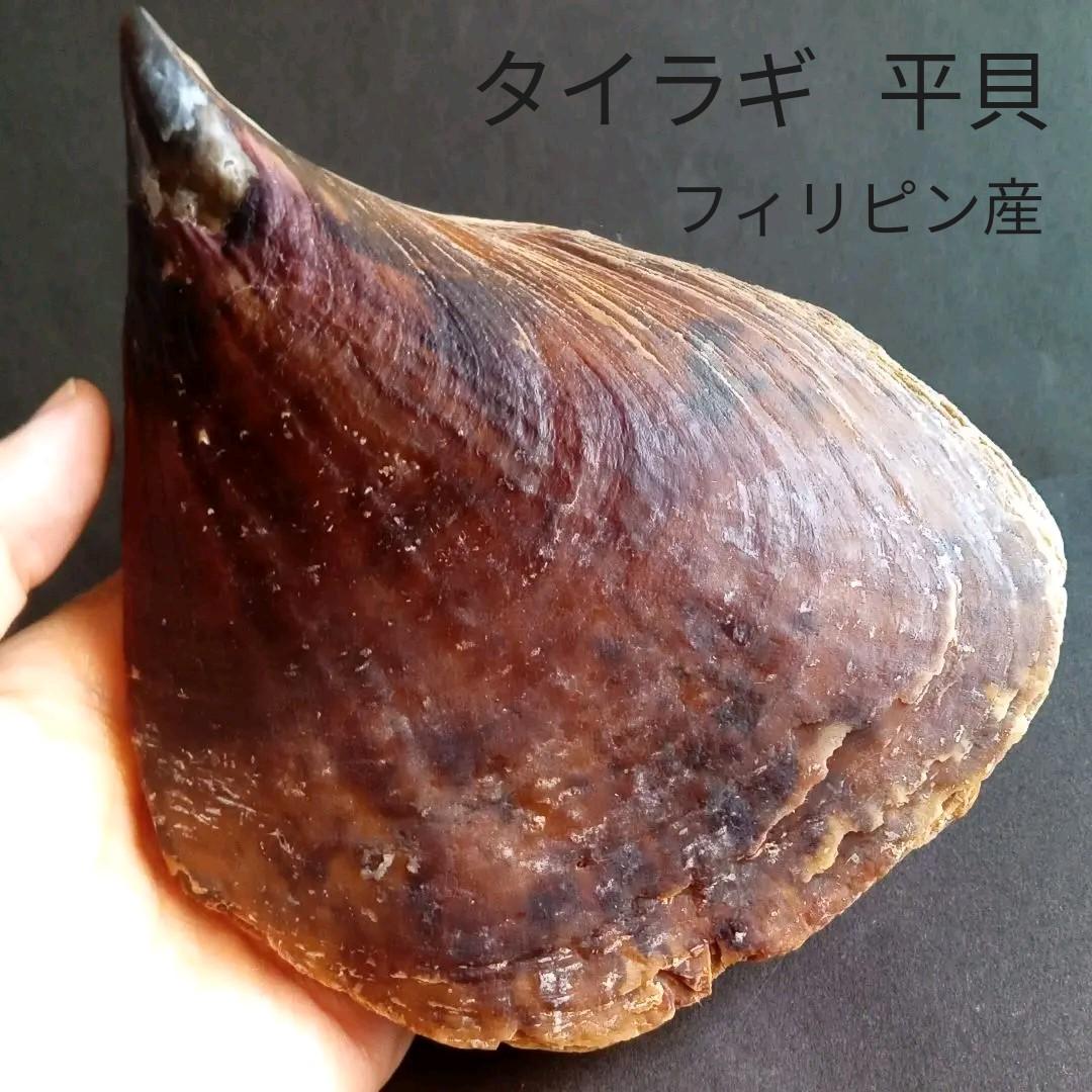 平貝 たいらがい Pen-shell- japanese-food.net