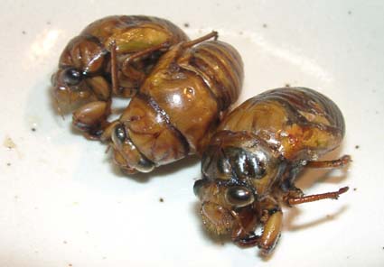 セミの幼虫を食べるエンジニアのメソッド