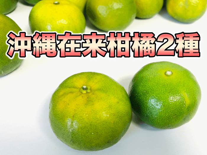 沖縄県産 タンカン 約3kg