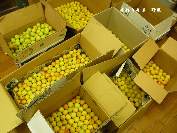 梅仕事始動！青梅の追熟法4選丸ごと小泉武夫 食マガジン