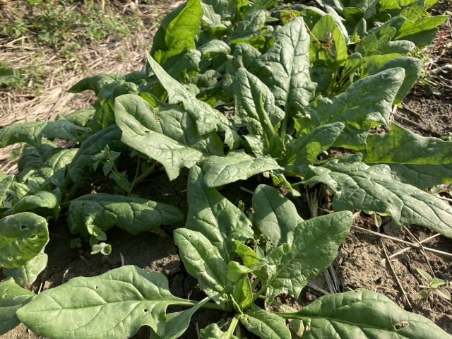 ホウレンソウの写真植物図鑑みんなの趣味の園芸