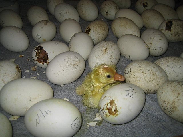 速報 アヒルの卵にヒビ割れキタきたーー！！ アヒル孵化