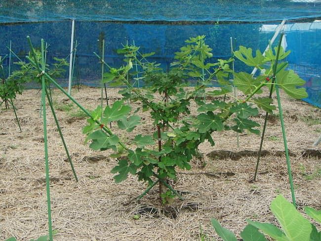 いちじく 地植え の育て方KINCHO園芸