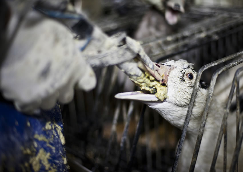 フォアグラのソテーについてコラム茅ヶ崎で鉄板焼きのお店をお探しなら INAGAKI亭