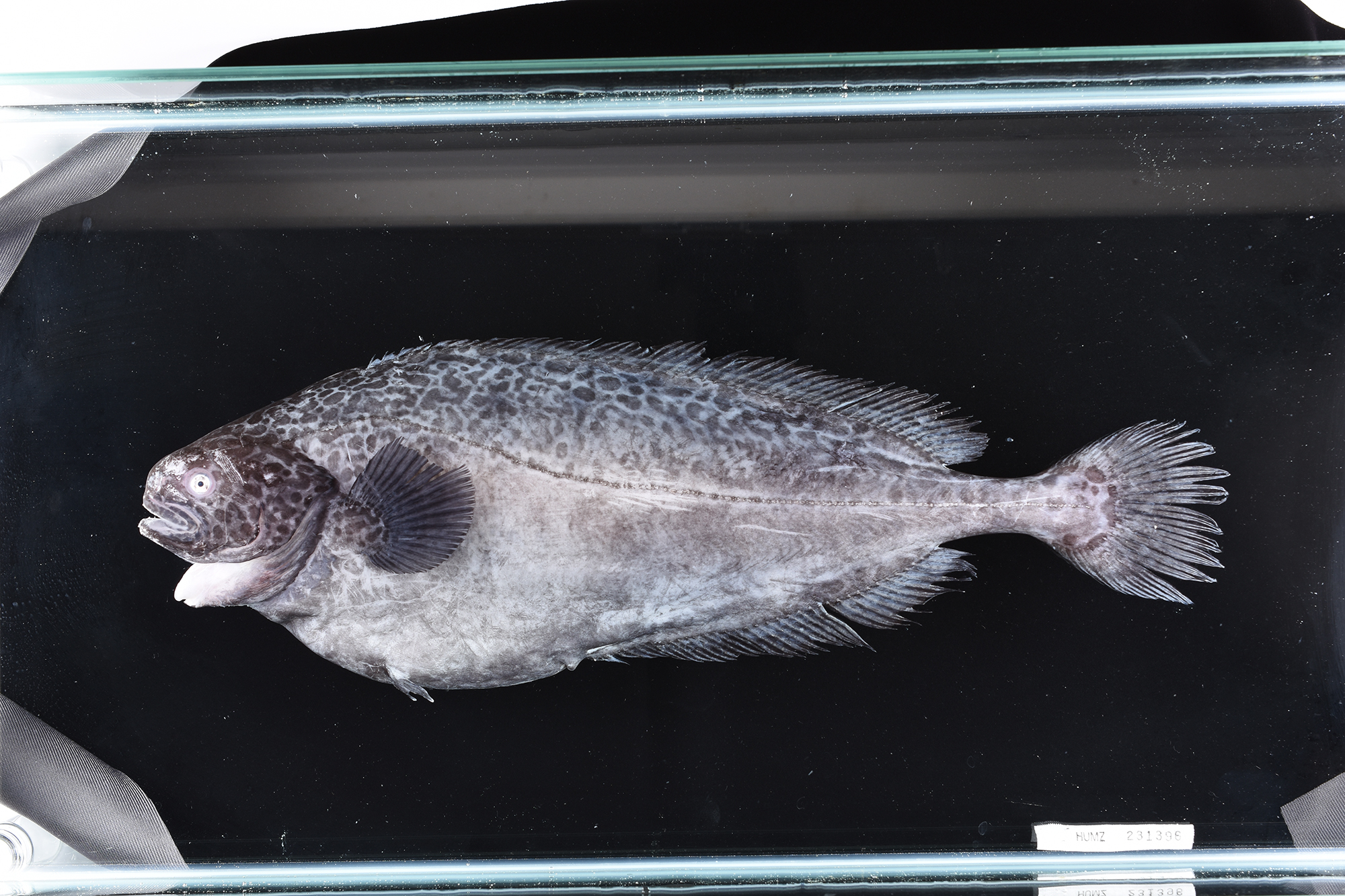 珍しいさかな2 釧路水産試験場 北海道立総合研究機構