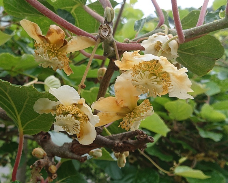 １０月７日の誕生花 キウイの花言葉「ひょうきん」、「生命力」あふれる「豊富」な果実弥生おばさんのガーデニングノート「花と緑の365日」 -楽天ブログ