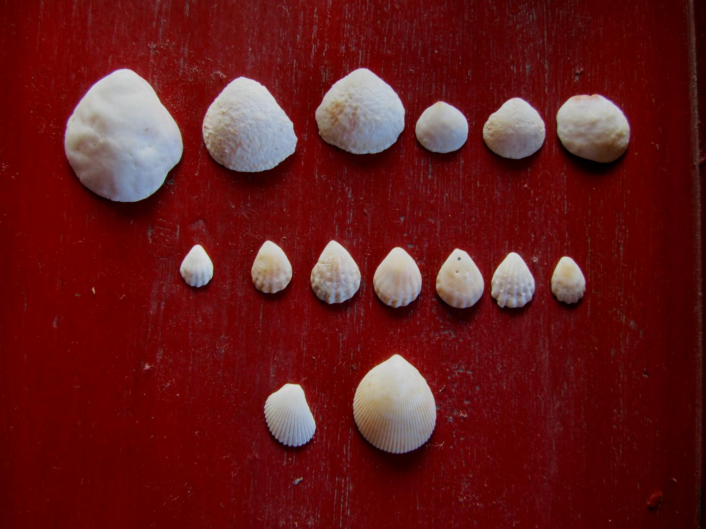 マキモノガイ, Leucotina dianaeA. Adams, 1854