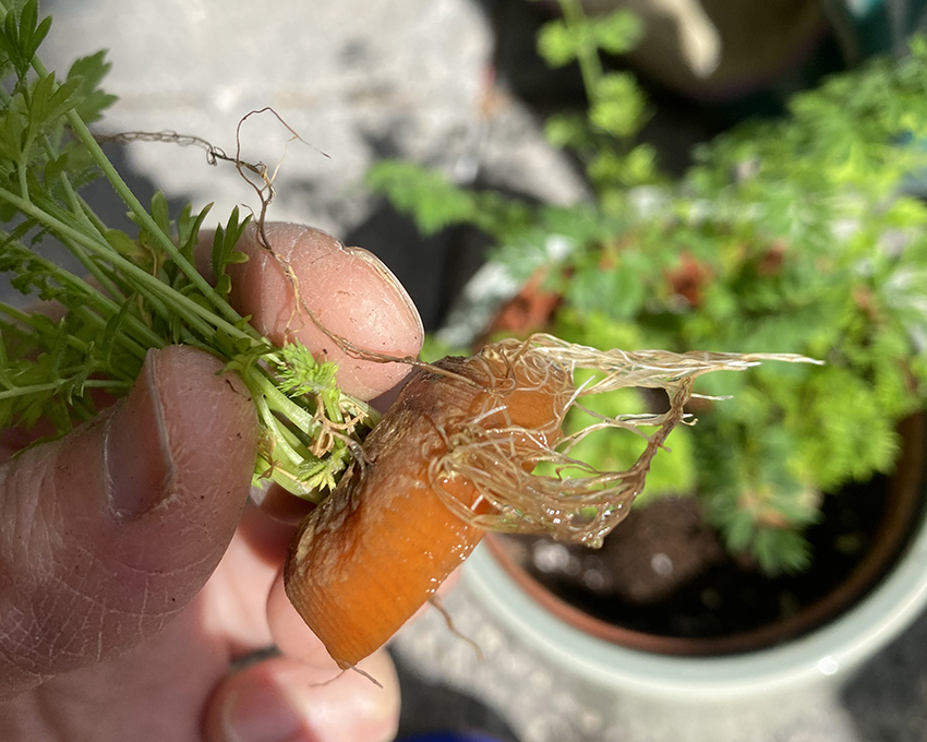 リボベジ にんじんの葉を育ててみた 1日目〜40日目るい 水耕栽培