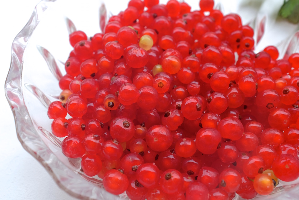 食べられる赤い実園芸日記byボタンちゃんみんなの趣味の園芸158343