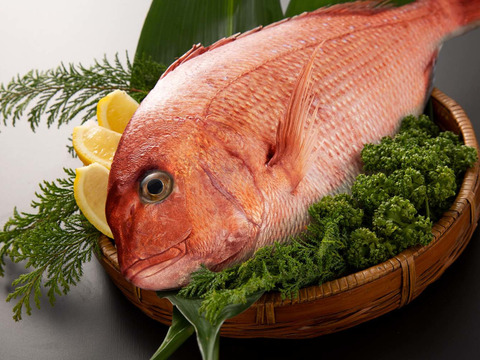 明太サバ 7切脂の乗った骨なしサバと明太子の相性抜群!ピリ辛でビールやご飯のおかずにぴったり!福井県あわら市ふるさと納税サイト「さとふる」