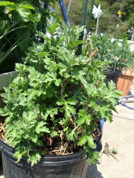 わが家の食用菊づくり-前年の株から出た芽をさし芽するか株分けした苗を露地の畝に定植します