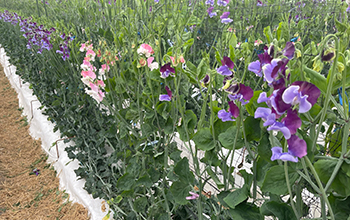 スイトピー トトロへいけFLORE21