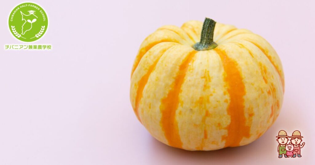 カボチャの育て方と栽培のコツやまむファーム