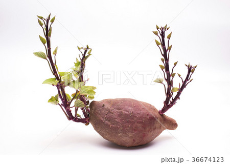 さつまいもから芽が出たの写真素材216518505- イメージマート