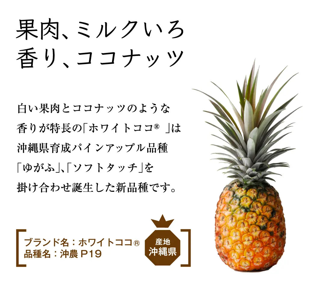 パイナップル 沖縄産・ピーチ種写真素材6766950- フォトライブラリ